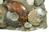 Tall, Composite Ammonite Fossil Display - Madagascar #175820-2